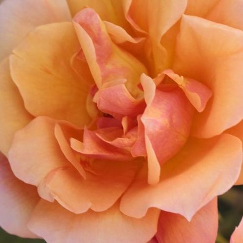 Online rózsa webáruház - virágágyi floribunda rózsa - narancssárga - Rosa Tequila® II - nem illatos rózsa - Alain Meilland - Különleges, színátmenetes virágai a nyílás során narancsosból a sárgán át a halvány rózsaszínig változik. Csoportos kiültetésre al